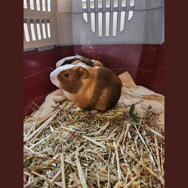 Photo of Mr Iggly And Mr Wiggly   Located In Templestowe