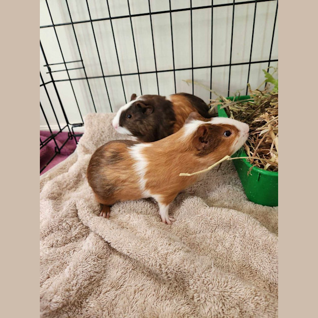 Photo of Mr Iggly And Mr Wiggly   Located In Templestowe