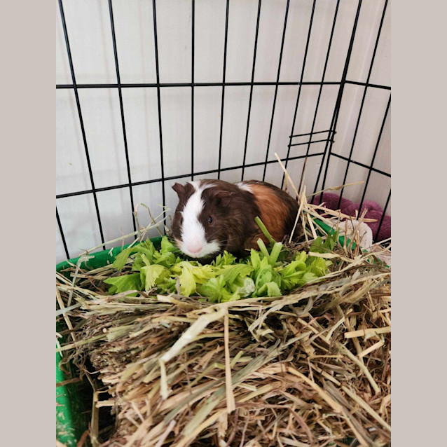 Photo of Mr Iggly And Mr Wiggly   Located In Templestowe