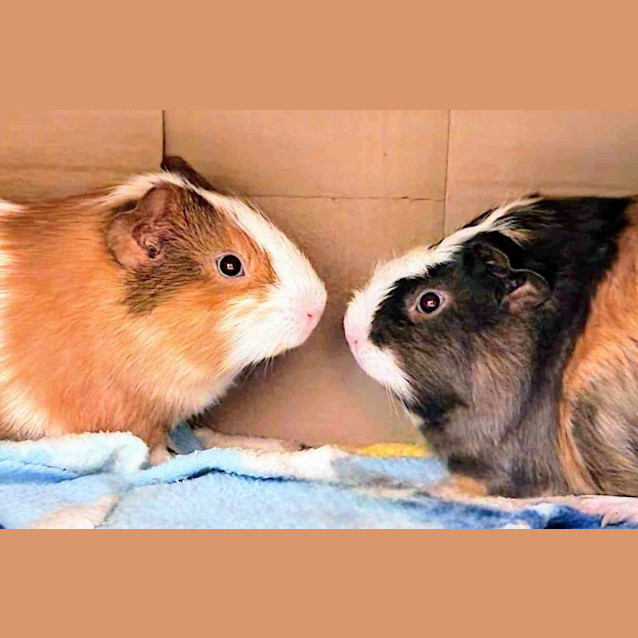 Photo of Mr Iggly And Mr Wiggly   Located In Templestowe