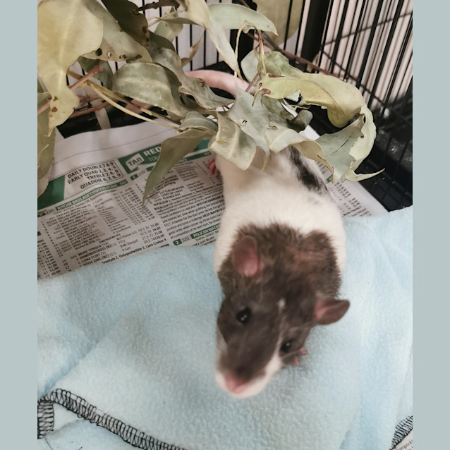 Photo of Dodger