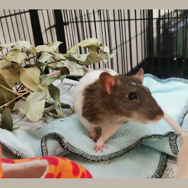 Photo of Dodger