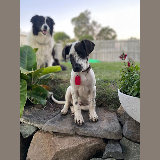 Photo of Dimples And Stevie