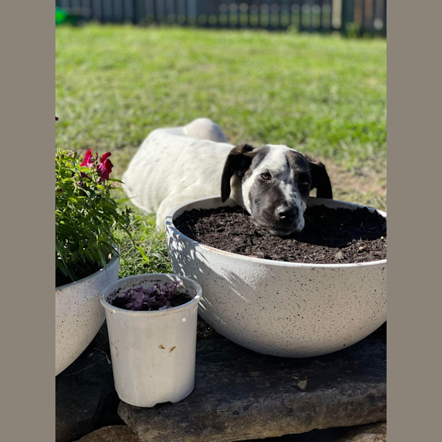 Photo of Dimples And Stevie