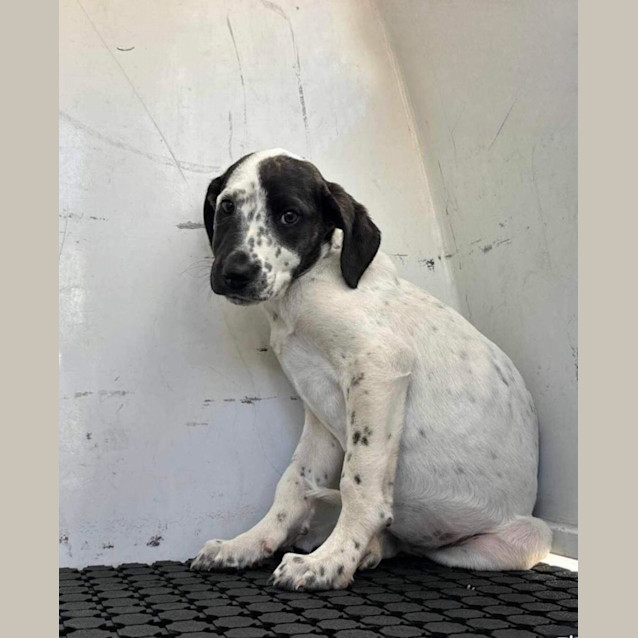 Photo of Dimples And Stevie