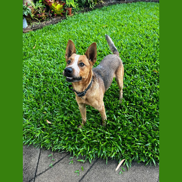 Photo of Marley