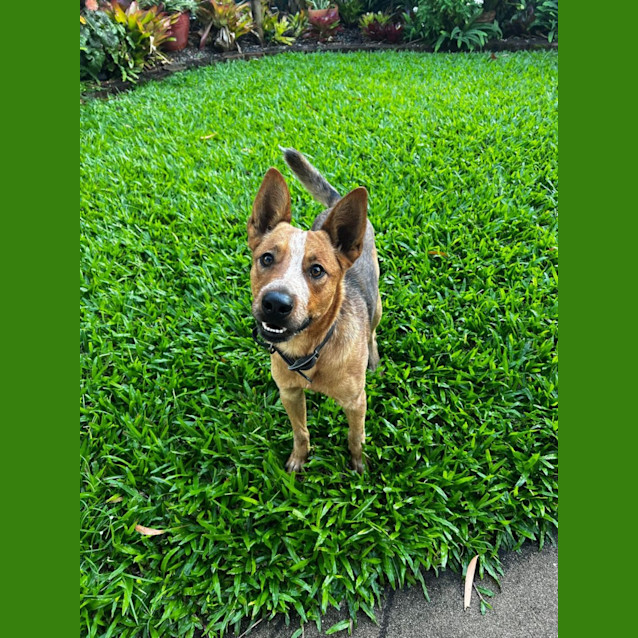 Photo of Marley
