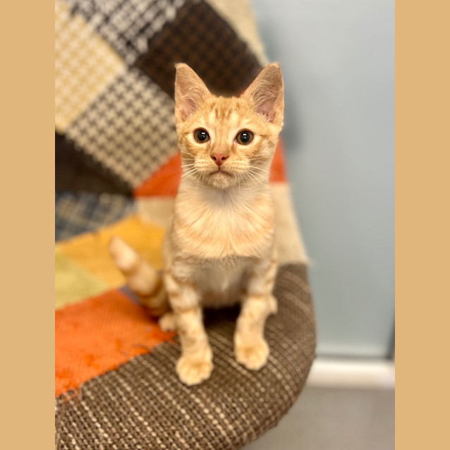 Photo of Basil
