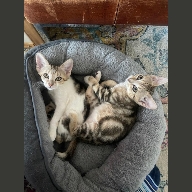 Photo of Stewie & Petie