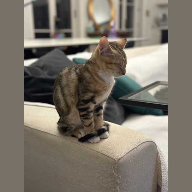 Photo of Stewie & Petie