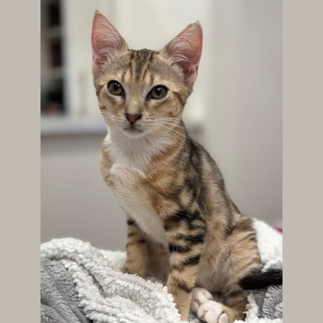 Photo of Stewie & Petie