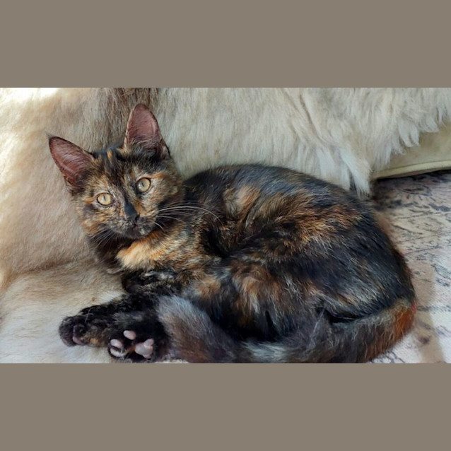 Photo of Ariana Grande