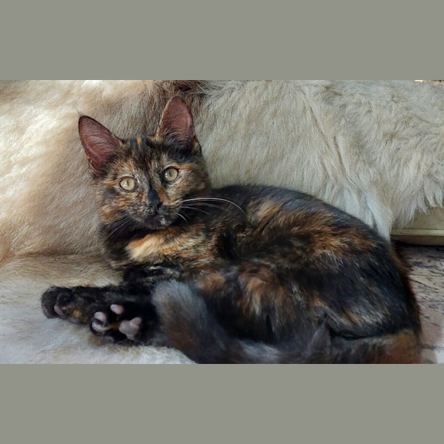 Photo of Ariana Grande