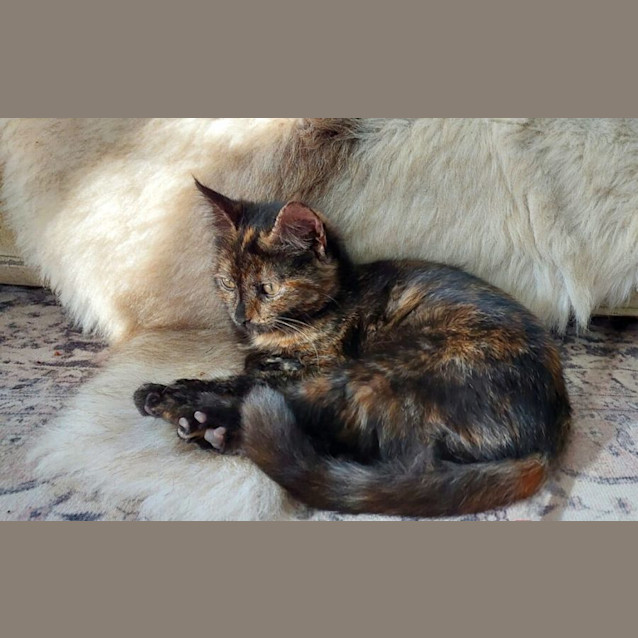 Photo of Ariana Grande