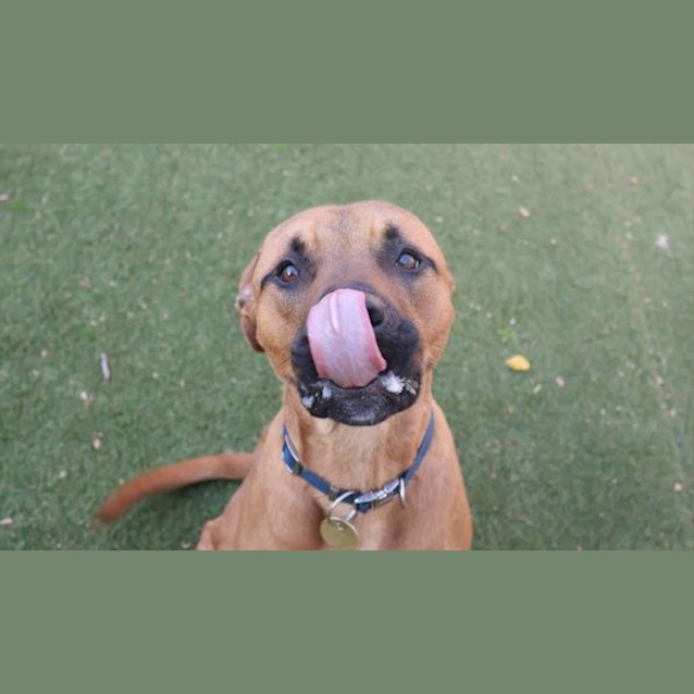 Photo of Harley 