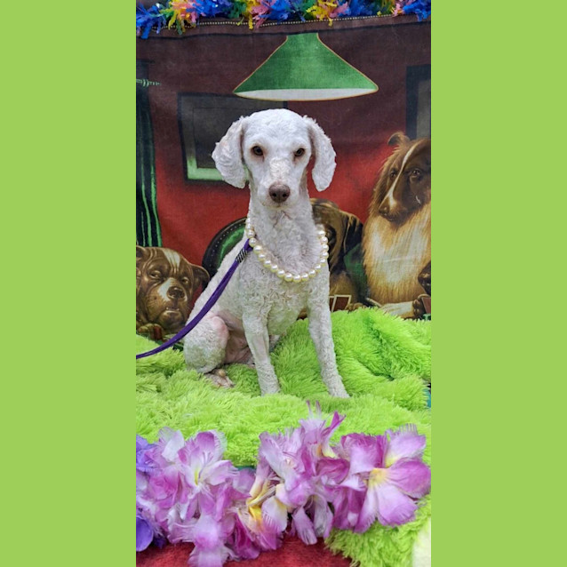 Photo of Roxy 