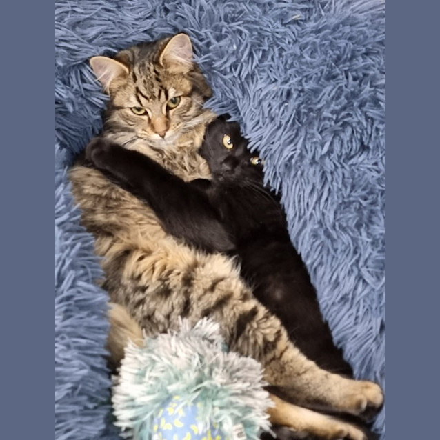 Photo of Crackle
