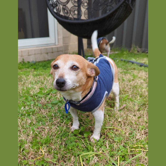 Photo of Willow & Chico   Mother & Daughter Foxy X (Trial)