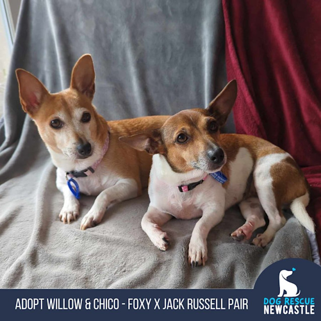 Photo of Willow & Chico   Mother & Daughter Foxy X (Trial)