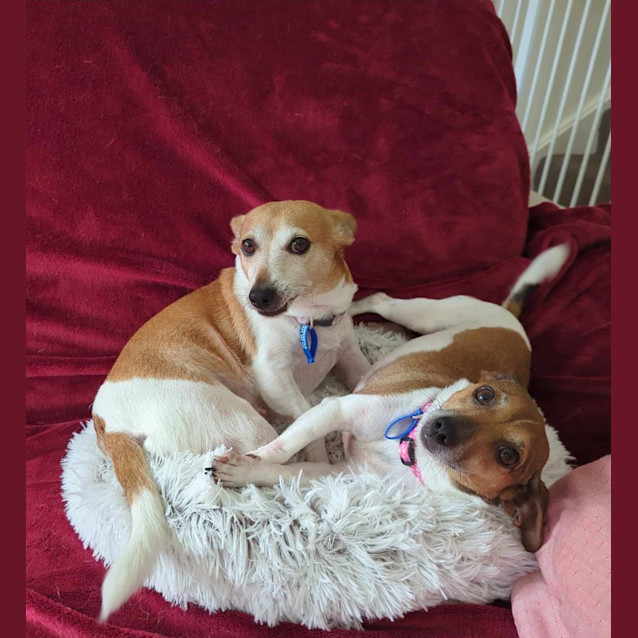 Photo of Willow & Chico   Mother & Daughter Foxy X (Trial)