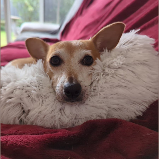 Photo of Willow & Chico   Mother & Daughter Foxy X (Trial)