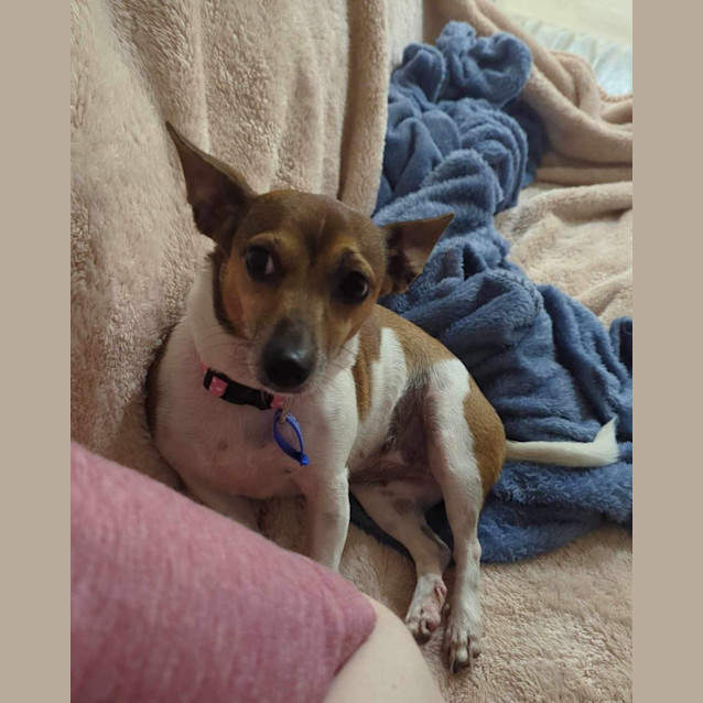 Photo of Willow & Chico   Mother & Daughter Foxy X (Trial)