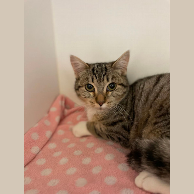 Photo of 🥙 Lentil 5107 🥙