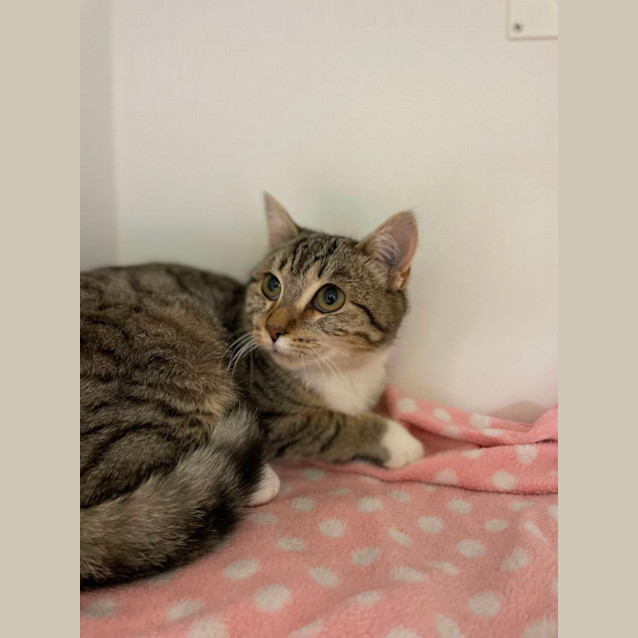 Photo of 🥙 Lentil 5107 🥙