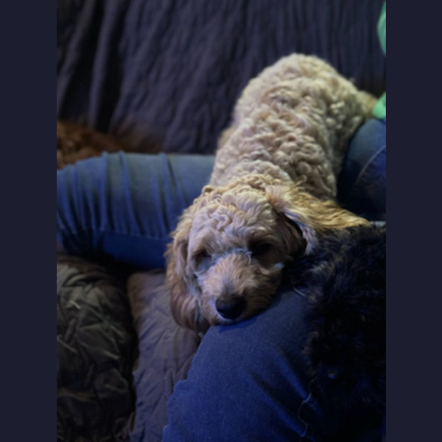 Photo of Lachy   14 Month Old Cavoodle (Trial)