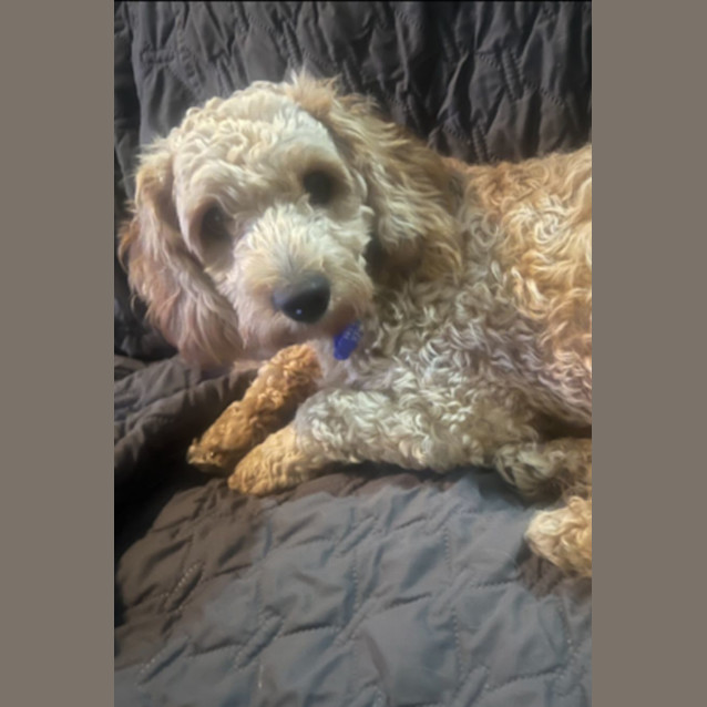 Photo of Lachy   14 Month Old Cavoodle (Trial)