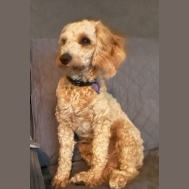 Photo of Lachy   14 Month Old Cavoodle (Trial)