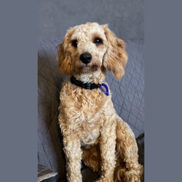 Photo of Lachy   14 Month Old Cavoodle (Trial)