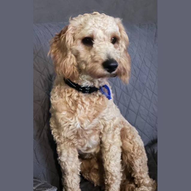 Photo of Lachy   14 Month Old Cavoodle (Trial)