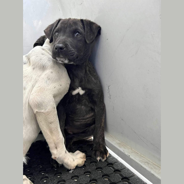 Photo of Monty And Ranger