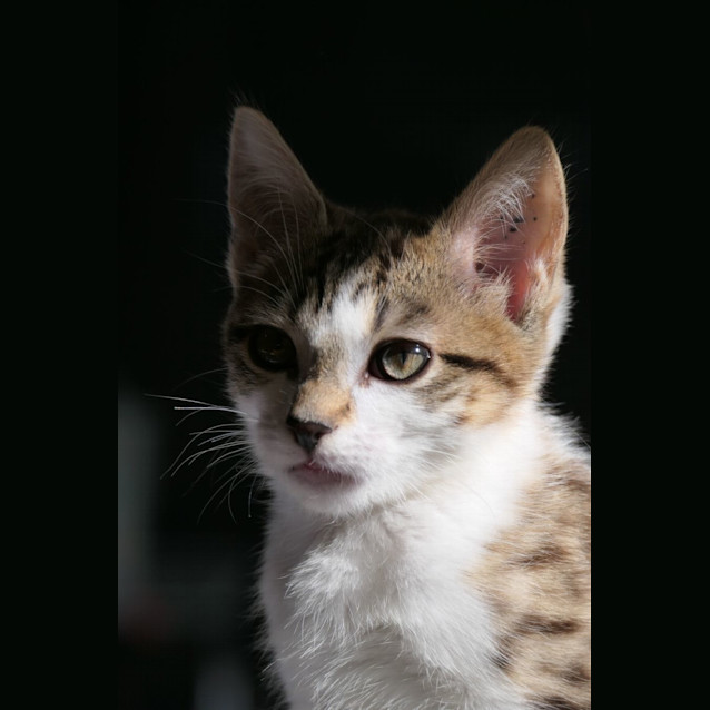 Photo of Lilliana 