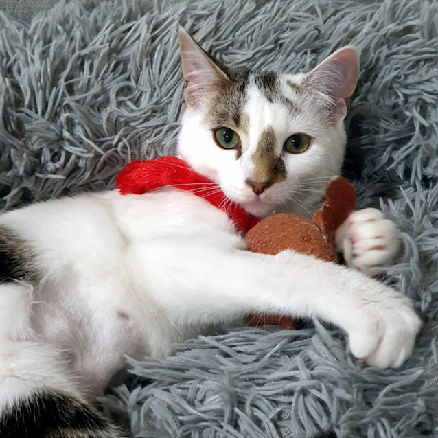 Photo of Milo Stk012702