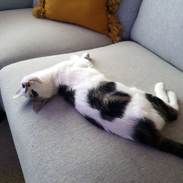 Photo of Milo Stk012702