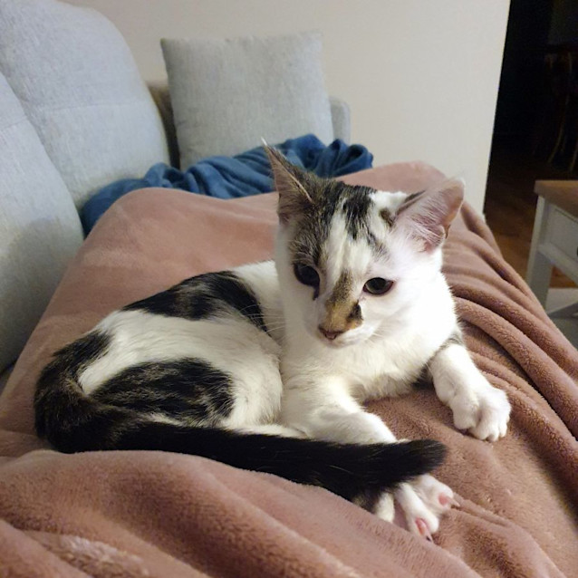 Photo of Milo Stk012702