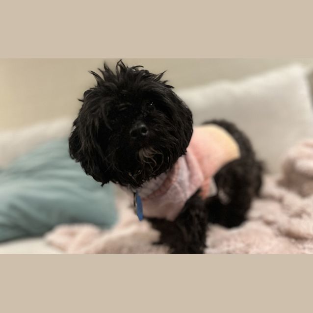 Photo of Cleo