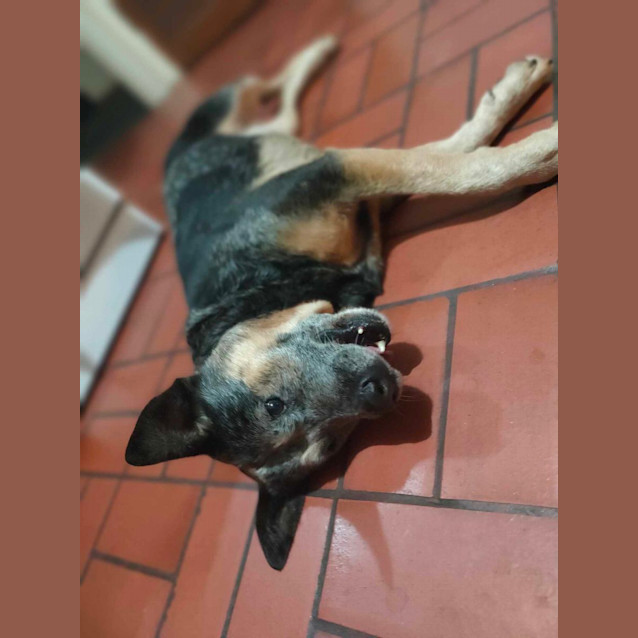 Photo of Chip
