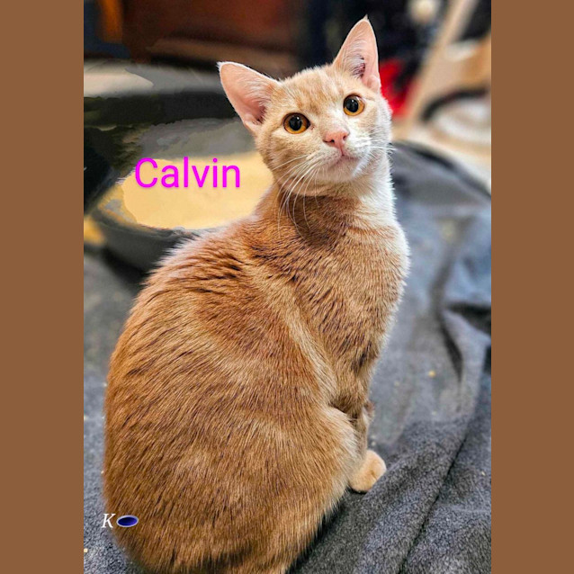 Photo of Calvin Meet Me @Petstock Keys Borough Store