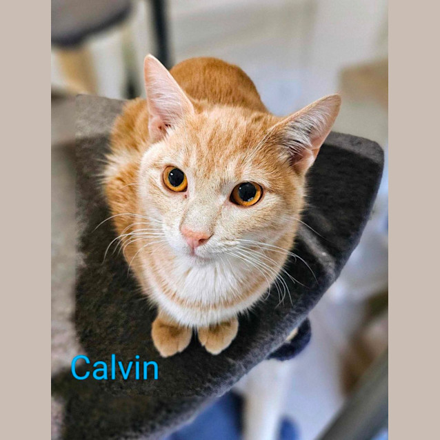 Photo of Calvin Meet Me @Petstock Keys Borough Store