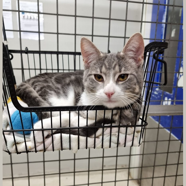Photo of Oscar