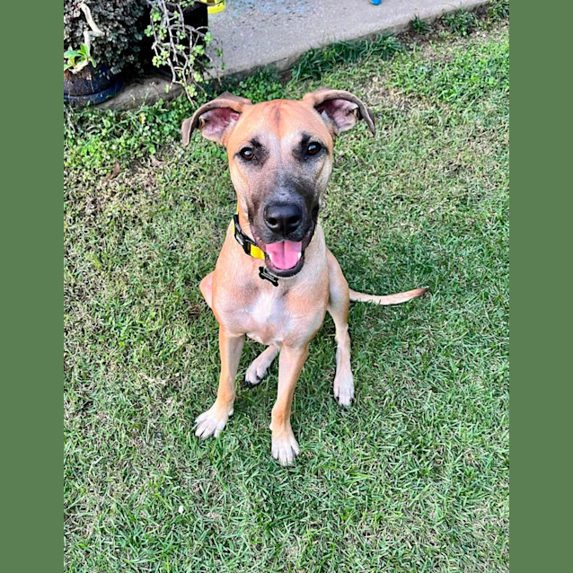 Photo of Nala