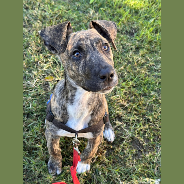 Photo of Lacey