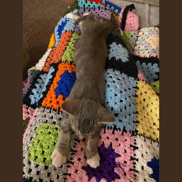 Photo of Ms Gravy🐱