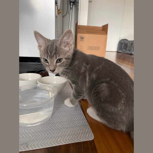 Photo of Ms Gravy🐱