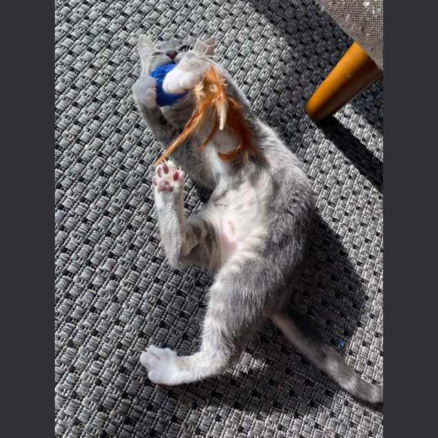 Photo of Ms Gravy🐱