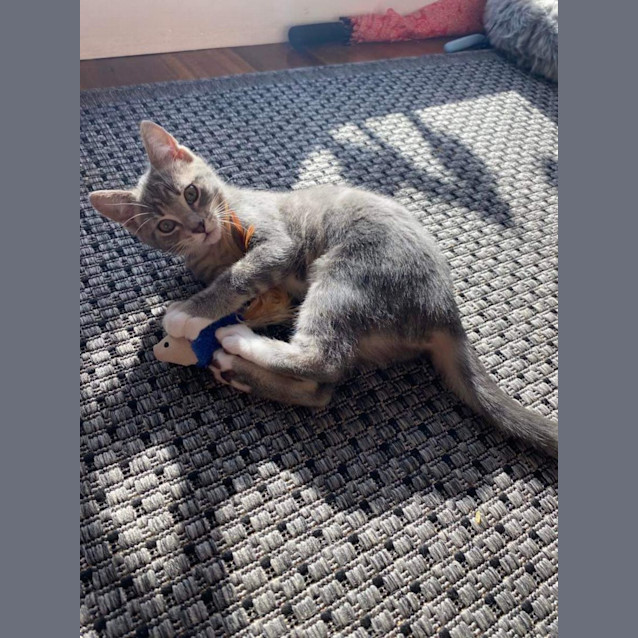 Photo of Ms Gravy🐱