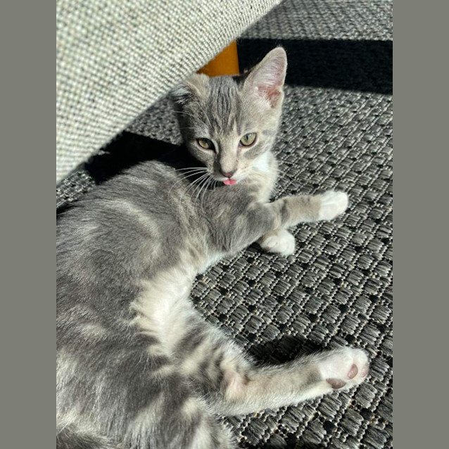 Photo of Ms Gravy🐱